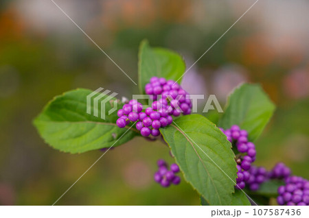 コムラサキの実 107587436