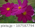 コスモスの花畑 107587794