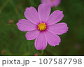 秋の野原に咲くピンクのコスモスの花 107587798