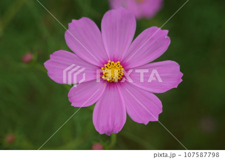 秋の野原に咲くピンクのコスモスの花 107587798
