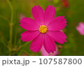 秋の野原に咲くピンクのコスモスの花 107587800