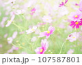 コスモス畑に咲くピンク色のコスモス 107587801