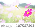 コスモス畑に咲く一輪のコスモス 107587803