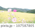 コスモス畑に咲く一輪のコスモス 107587805