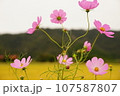 日に照らされるコスモス 107587807