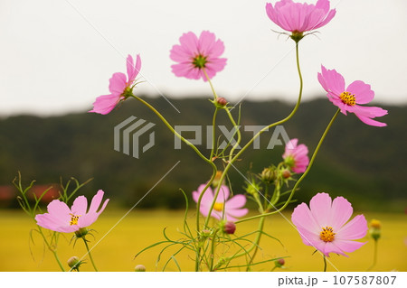 日に照らされるコスモス 107587807