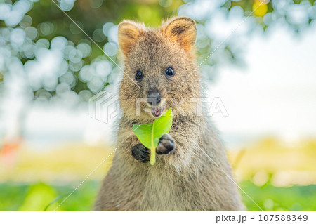クオッカ、幸せな動物が食事を楽しんで微笑んでいる、ロットネスト島、西オーストラリア クオッカ、幸せな動物が食事を楽しんで微笑んでいる、ロットネスト島、西オーストラリア 107588349