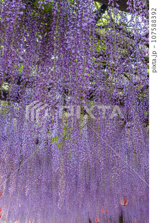 中山大藤 107588392