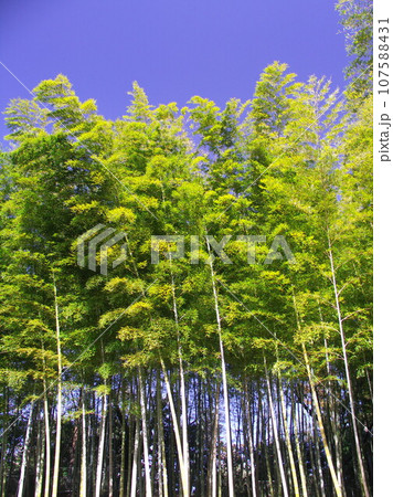 冬の竹林と青空風景 107588431