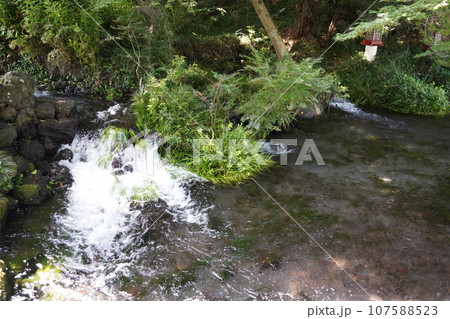 日本各地にある浅間神社の総本社富士山本宮浅間大社は霊峰富士山のお膝元、静岡県富士宮市にある神社です。 107588523