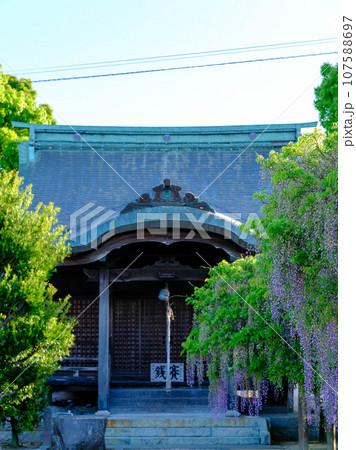 藤の里公園にて 藤の里公園にて 107588697