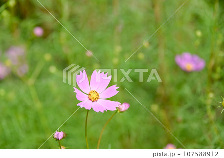 秋の野に咲くコスモスの花 秋の野に咲くコスモスの花 107588912