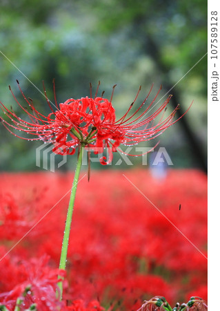巾着田の曼珠沙華 107589128