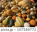 カボチャ 107589772
