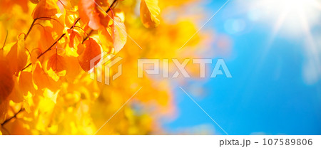 sunny yellow autumn leaves on blue sky background; decorate a wide blurred background in the autumn forest 107589806