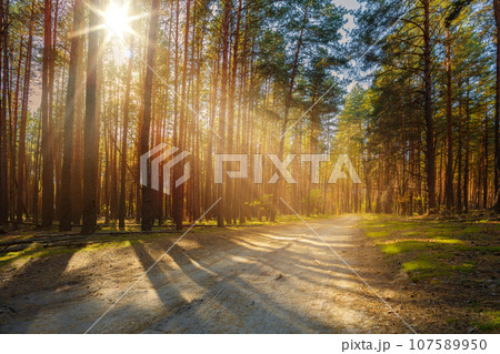 Sunbeams shine through the trees onto an empty road in a pine forest. Sunbeams shine through the trees onto an empty road in a pine forest. 107589950