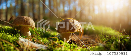 Edible cep mushrooms in a sunny autumn forest Edible cep mushrooms in a sunny autumn forest 107589951