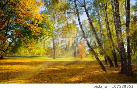 sunny glade in the autumn park sunny glade in the autumn park 107589952