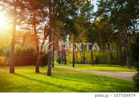 Sunbeams shine through the trees onto an empty road in a pine forest. 107589974
