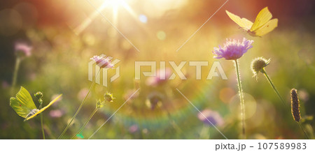 Abstract summer autumn field landscape at sunset with soft focus. dry ears of grass in the meadow and a flying butterfly, warm golden hour of sunset, sunrise time. Calm autumn nature close-up and 107589983