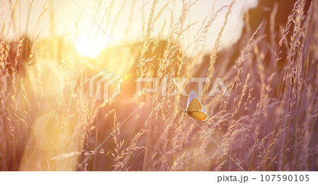 Abstract field landscape at sunset with soft focus. dry ears of grass in the meadow and a flying butterfly, warm golden hour of sunset, sunrise time. Abstract field landscape at sunset with soft focus. dry ears of grass in the meadow and a flying butterfly, warm golden hour of sunset, sunrise time. 107590105