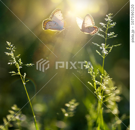 summer forest glade with flowering grass and butterflies on a sunny day; back lighting, high key summer forest glade with flowering grass and butterflies on a sunny day; back lighting, high key 107590120
