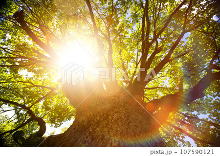 Summer or autumn nature background; big old oak tree against sunlight Summer or autumn nature background; big old oak tree against sunlight 107590121