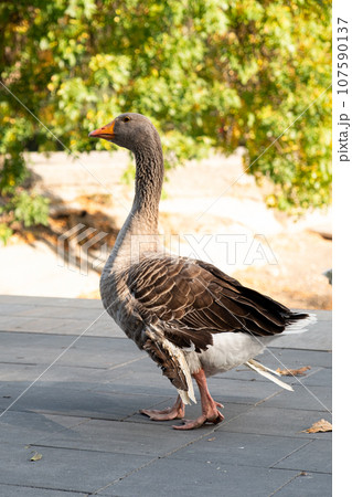 Greylag goose in the park, molting and losing its feathers. Greylag goose in the park, molting and losing its feathers. 107590137