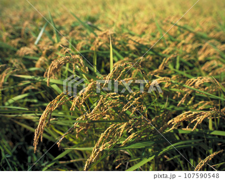 たわわに実った収穫前のいね 107590548