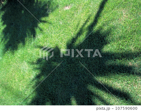芝生に出来たシュロ（剣葉）の影 107590600