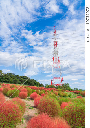 愛知牧場、紅葉するコキア〈愛知県日進市〉 愛知牧場、紅葉するコキア〈愛知県日進市〉 107590724