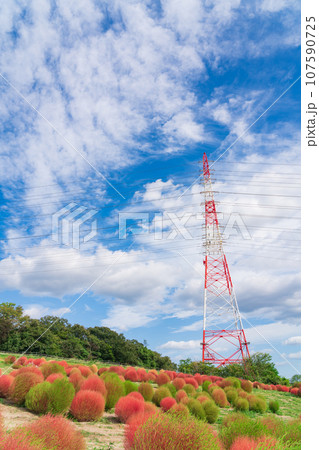 愛知牧場、紅葉するコキア〈愛知県日進市〉 愛知牧場、紅葉するコキア〈愛知県日進市〉 107590725
