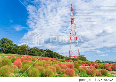 愛知牧場、紅葉するコキア〈愛知県日進市〉 107590732