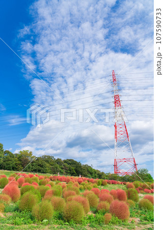 愛知牧場、紅葉するコキア〈愛知県日進市〉 愛知牧場、紅葉するコキア〈愛知県日進市〉 107590733