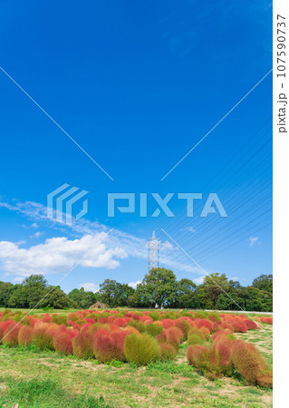 愛知牧場、紅葉するコキア〈愛知県日進市〉 107590737