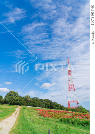 愛知牧場、紅葉するコキア〈愛知県日進市〉 107590740