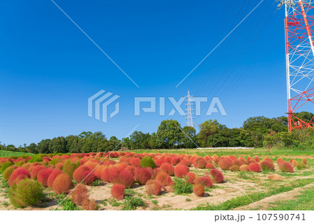 愛知牧場、紅葉するコキア〈愛知県日進市〉 愛知牧場、紅葉するコキア〈愛知県日進市〉 107590741