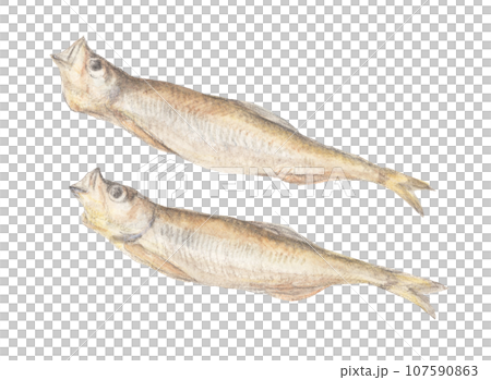 Dried shishamo watercolor pencil fish illustration Dried shishamo watercolor pencil fish illustration 107590863