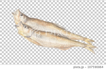 Dried shishamo watercolor pencil fish illustration Dried shishamo watercolor pencil fish illustration 107590864