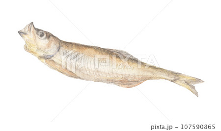 ししゃもの干物 水彩色鉛筆魚イラスト ししゃもの干物 水彩色鉛筆魚イラスト 107590865