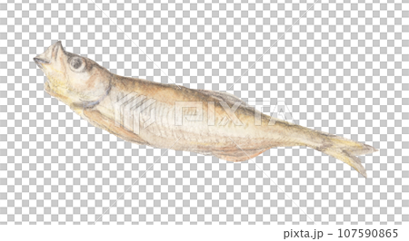 ししゃもの干物 水彩色鉛筆魚イラスト ししゃもの干物 水彩色鉛筆魚イラスト 107590865