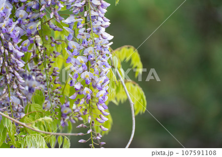 Blooming Wisteria Sinensis with classic purple flowers in full bloom in hanging racemes against a green background. Garden with wisteria in spring. Blooming Wisteria Sinensis with classic purple flowers in full bloom in hanging racemes against a green background. Garden with wisteria in spring. 107591108