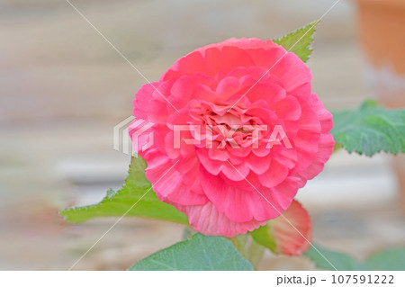 家の周りの草花　四季の色々　植物園温室　色とりどりの大輪の花　鮮やか　可憐な花びら　ベコニア 107591222