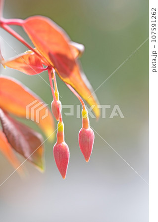 家の周りの草花 四季の色々 植物園温室 可憐な花びら フクシア 家の周りの草花 四季の色々 植物園温室 可憐な花びら フクシア 107591262
