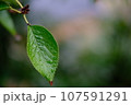 葉についた水滴 107591291