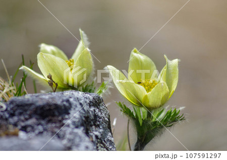 険しい岩場に咲くツクモグサのクローズアップ 107591297
