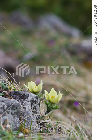 枯れ色のお花畑に真っ先に咲くツクモグサ 107591299