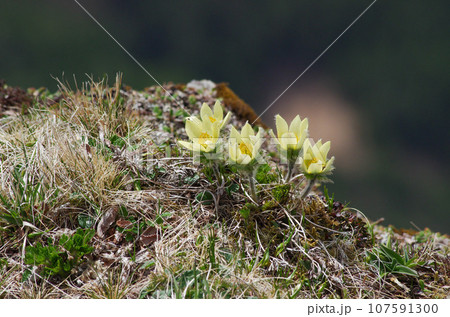 梅雨入り前の横岳の稜線に咲くツクモグサ 107591300