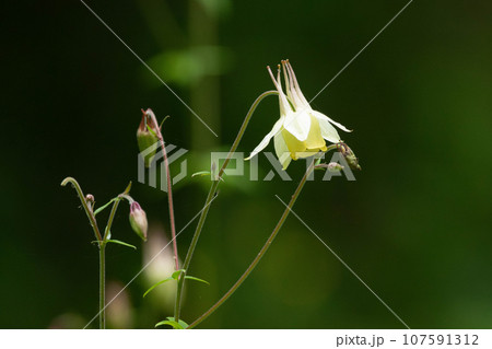 日陰を背景に浮かび上がるキバナノヤマオダマキの花 日陰を背景に浮かび上がるキバナノヤマオダマキの花 107591312