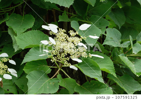 カラマツに絡んで白い装飾花を咲かせるイワガラミ カラマツに絡んで白い装飾花を咲かせるイワガラミ 107591325